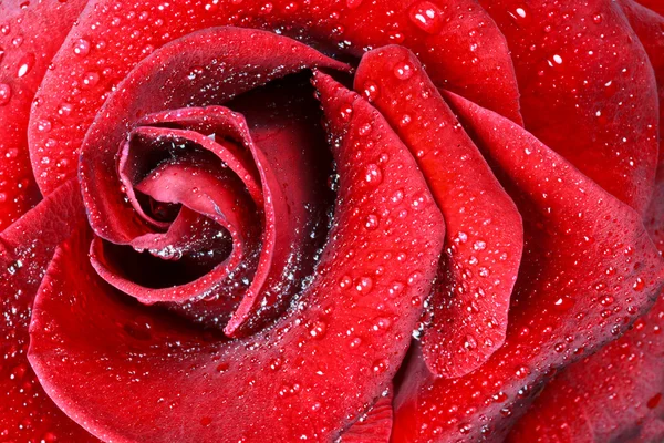 Röd ros närbild — Stockfoto