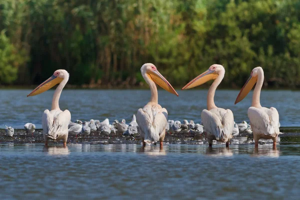 White pelicans — Stock Photo, Image