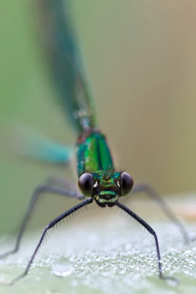 stock image Dragonfly