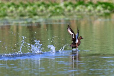 Wild duck clipart