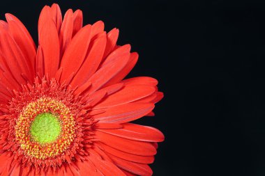 Kırmızı gerbera papatya