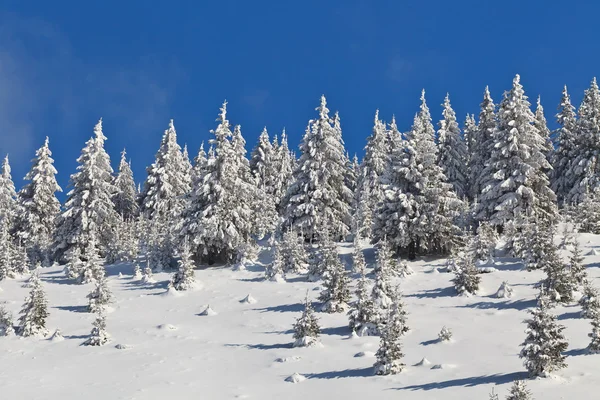 Forest pines télen — Stock Fotó