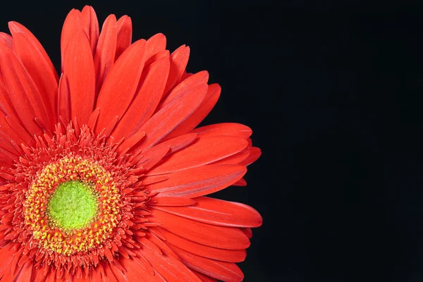 Rote Gerbera-Gänseblümchen — Stockfoto