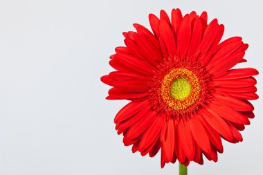 Kırmızı gerbera papatya