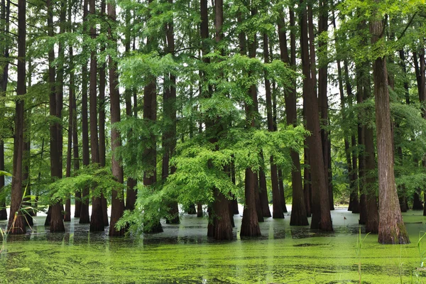 Bosque inundado — Foto de Stock