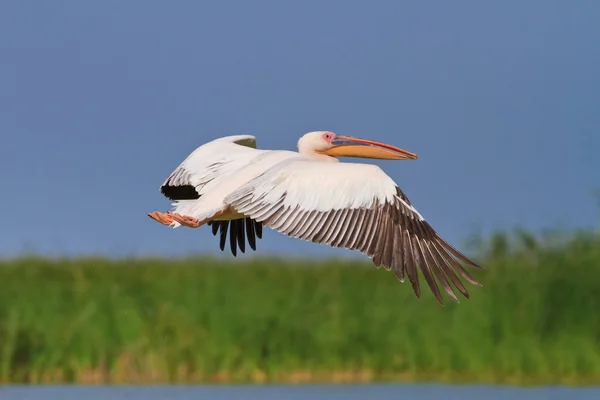 Witte pelikaan tijdens de vlucht — Stockfoto