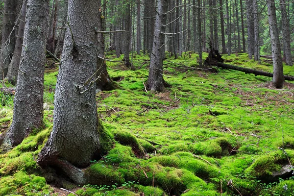 Pădure de pin — Fotografie, imagine de stoc