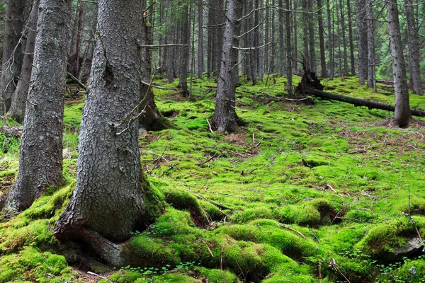 Pine forest — Stock Photo, Image