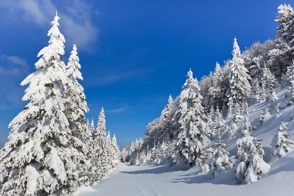 Bosque con pinos en invierno — Foto de Stock