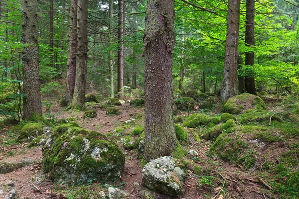 Borový les — Stock fotografie