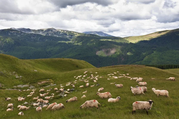 Стадо овец — стоковое фото