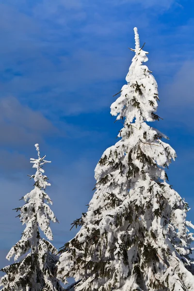 Булавки со снегом — стоковое фото