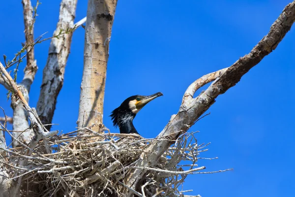 둥지에 마우 (phalacrocorax carbo) — 스톡 사진