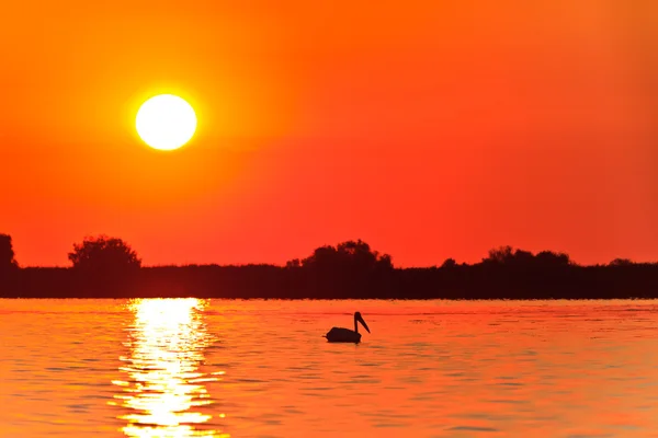 在多瑙河三角洲日出 — 图库照片
