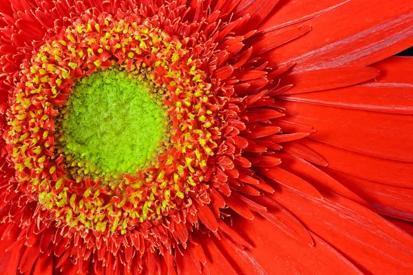 Kırmızı gerbera çiçek