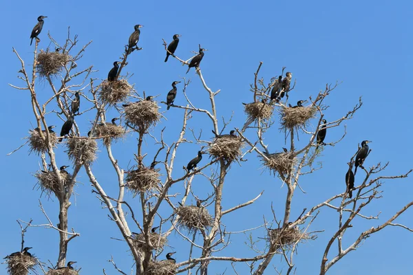 Гнезда бакланов на дереве — стоковое фото