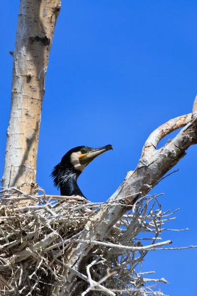 Aalscholver (phalacrocorax carbo) op nest — Stockfoto