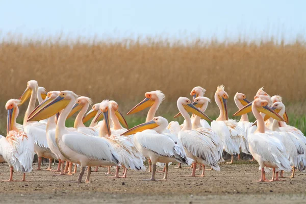 Pelikaner i Donaudeltat — Stockfoto
