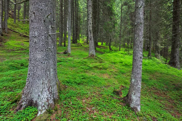 Pine forest — Stock Photo, Image