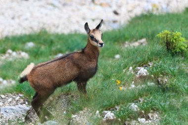 Kid chamois (Rupicapra Carpatica) clipart