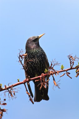 Sığırcık kuşu (sturnus vulgaris)