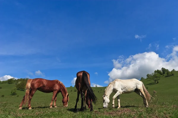 Paard grazen — Stockfoto