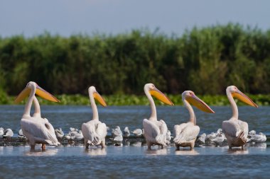 Beyaz Pelikan (pelecanus onocrotalus)