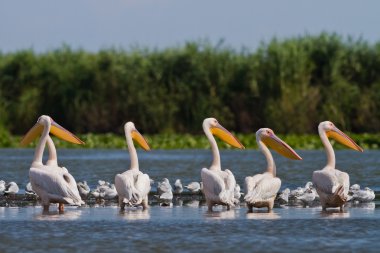 White pelicans (pelecanus onocrotalus) clipart