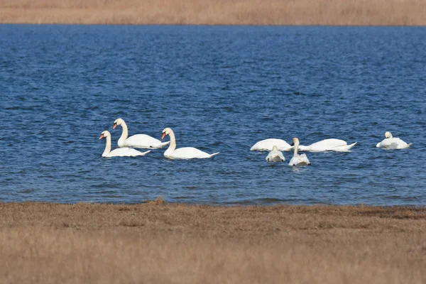 Swan lake — Stock Photo, Image