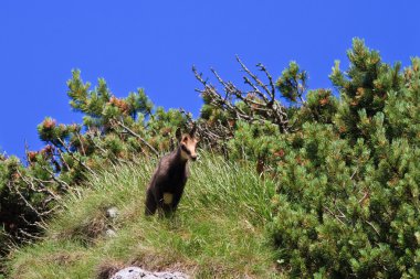 Çocuk chamois