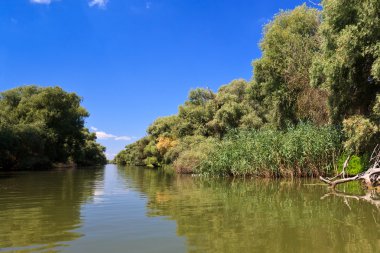 River channel in the Danube Delta clipart