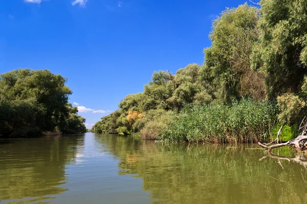 Riviergeul in de Donaudelta — Stockfoto