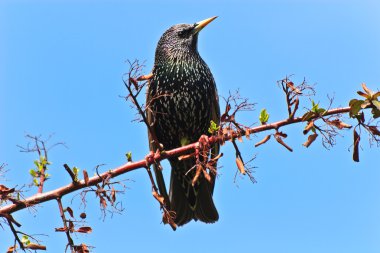 Sığırcık kuşu (sturnus vulgaris)