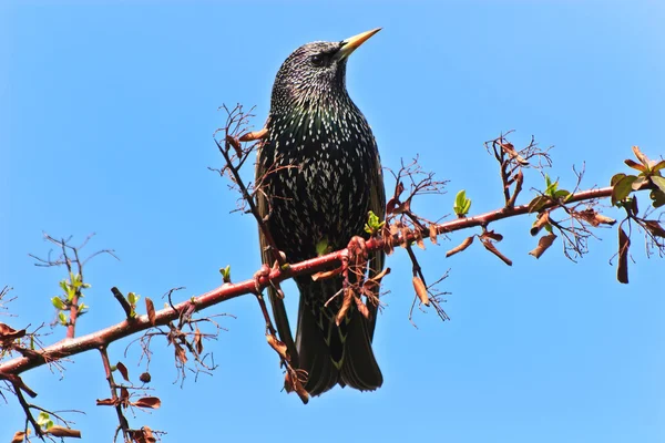 Vogel Spreeuw (sturnus vulgaris) — Stockfoto