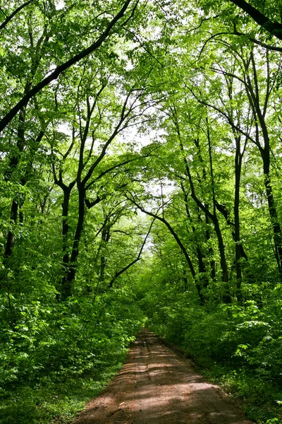Verde floresta — Fotografia de Stock