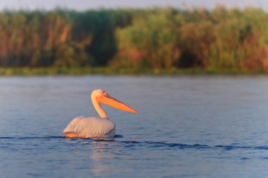 Beyaz Pelikan (pelecanus onocrotalus)