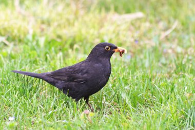 Kara Kuş (Turdus merula)