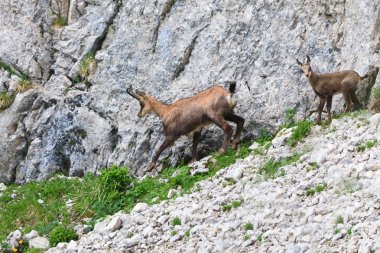 Chamois (Rupicapra Carpatica)