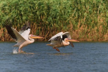 Beyaz Pelikan (pelecanus onocrotalus)