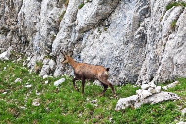 Chamois (Rupicapra Carpatica)