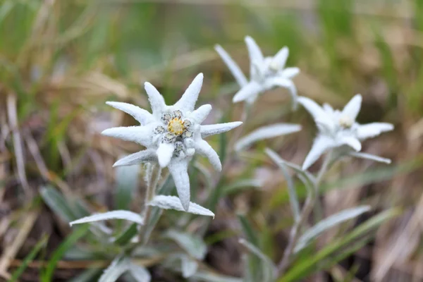 Edelweiss — Stock Photo, Image