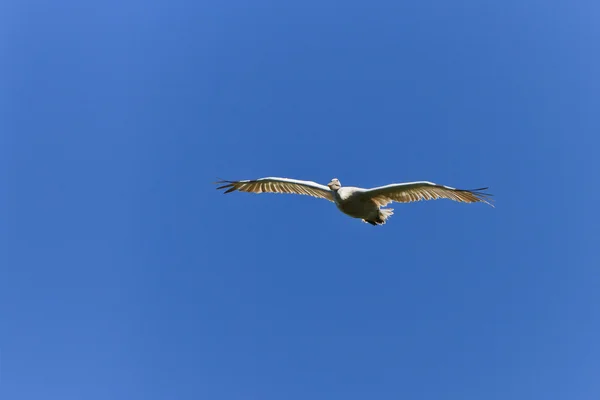 Witte pelikanen (pelecanus onocrotalus) tijdens de vlucht — Stockfoto