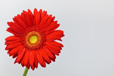 Kırmızı gerbera papatya