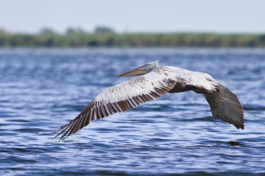 Dalmaçyalı pelikan (Pelecanus crispus)