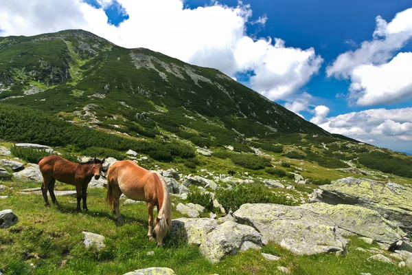 馬の放牧 — ストック写真