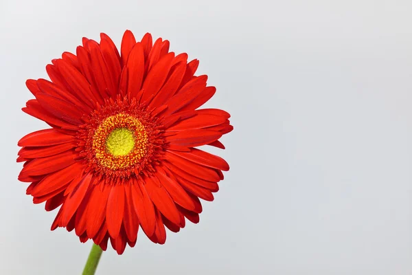 Red gerbera daisy — Stock Photo, Image