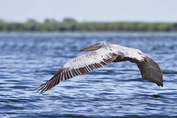 Dalmát pelikán (Pelecanus crispus)) — Stock Fotó