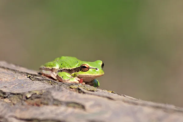 Una rana verde —  Fotos de Stock