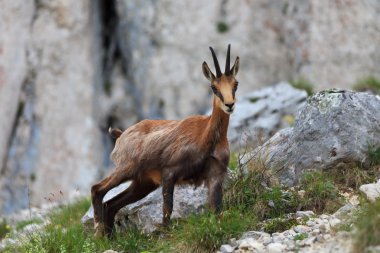 Chamois (Rupicapra Carpatica)