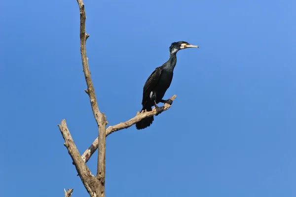 Cormoran (phalacrocorax carbo ) — Fotografie, imagine de stoc